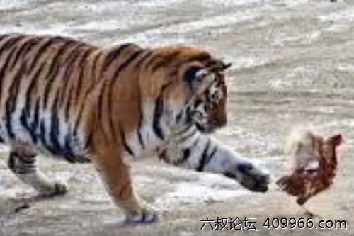 2025年第080期幽默猜测：老虎吃素了