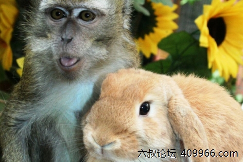 2025年第082期幽默猜测：树上的生日派对