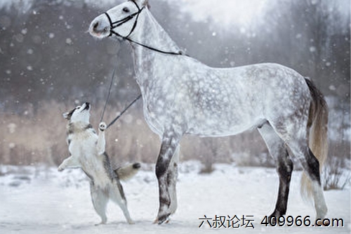 2025年第089期幽默猜测：狗与马的约定